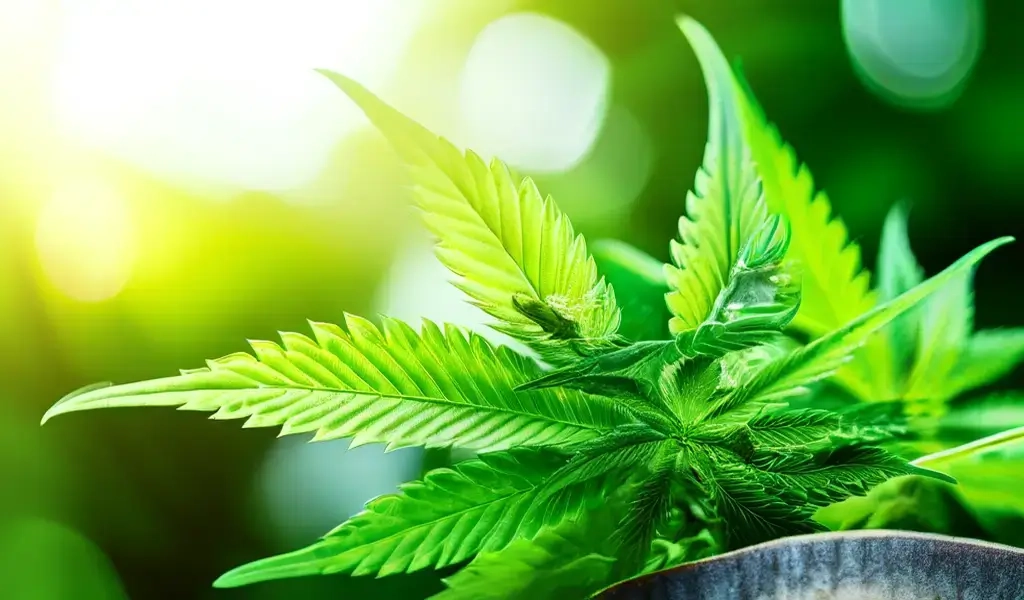 кбд масло что это