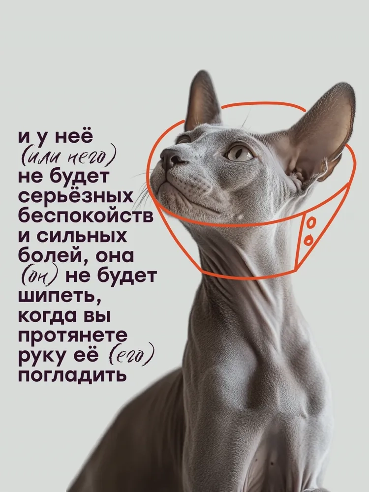 Масло CBD для животных 600мг 2% 30мл MotherPlant