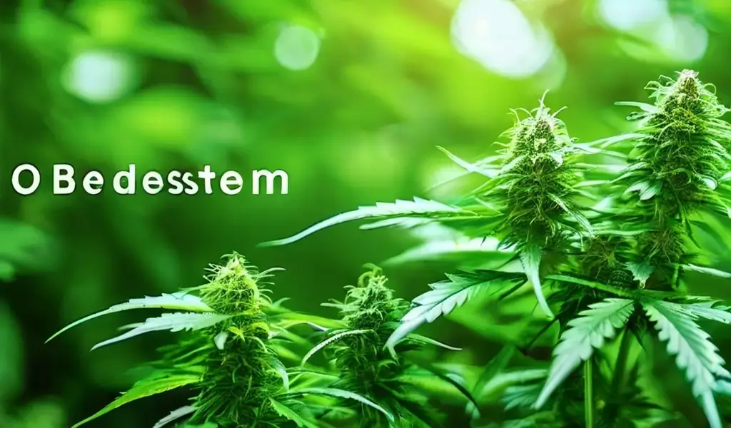 cbd система выпуска