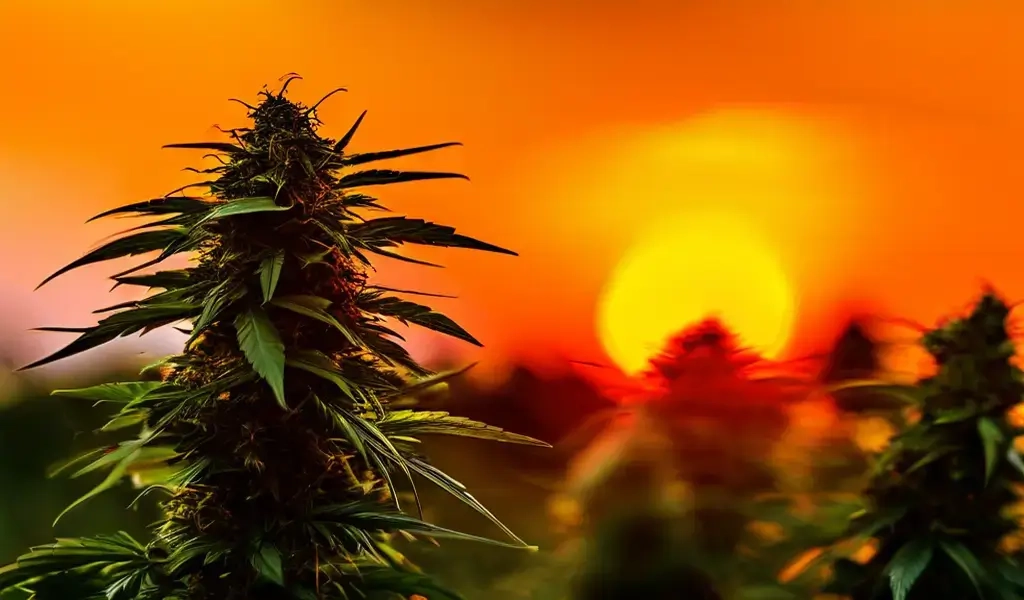 cbd запрещено ли