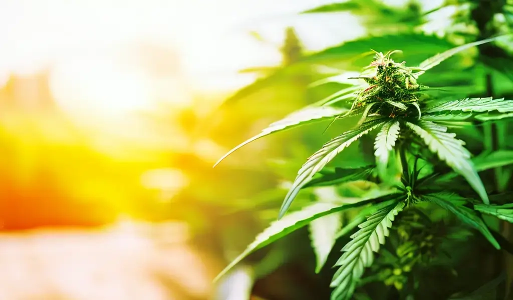 сорта марихуаны медицинские cbd купить