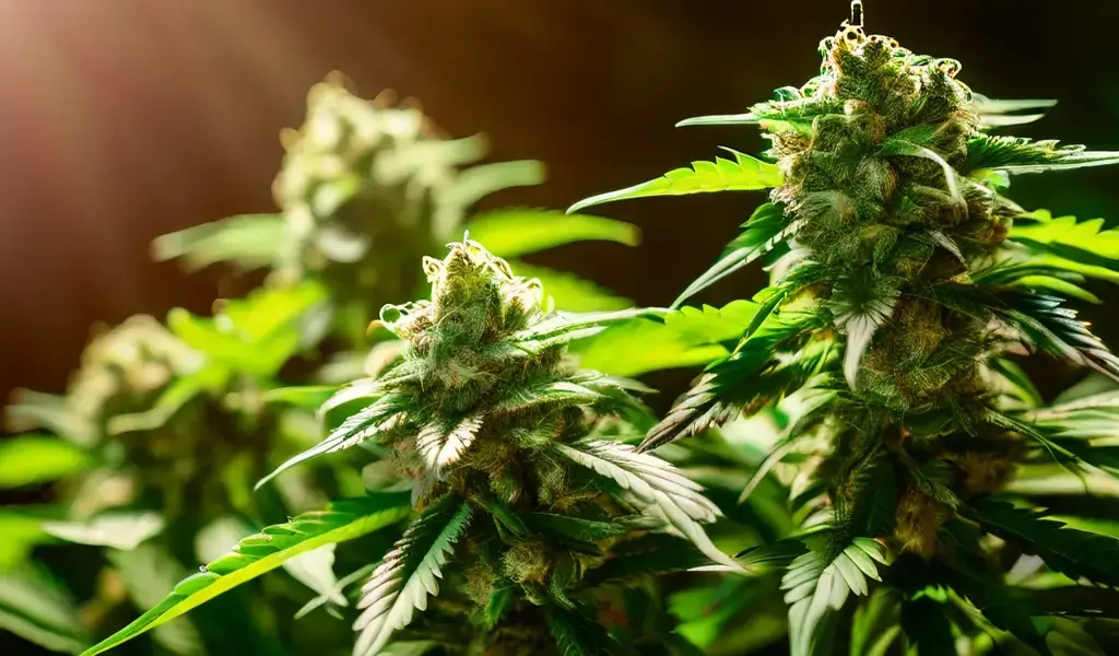 сорта конопли медицинские cbd