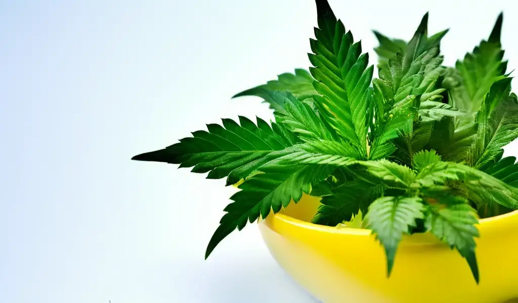 каннабидиол купить